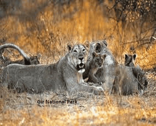 Gir National Park-min