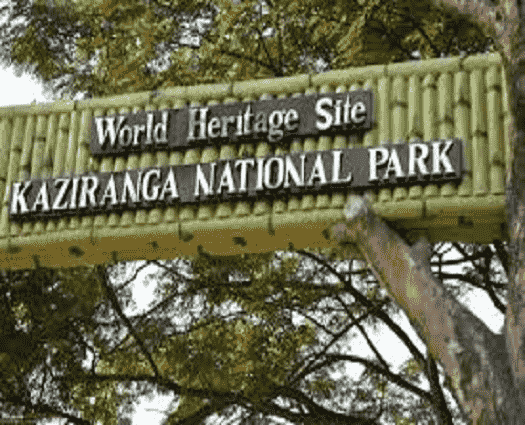 Kaziranga National Park-min