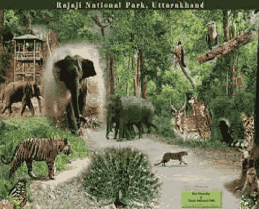 Raja Ji National Park-min