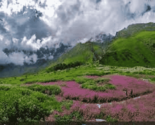 Valley Of Flowers-min